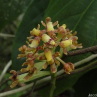 Pomatocalpa maculosum subsp. maculosum (Lindl.) J.J.Sm.